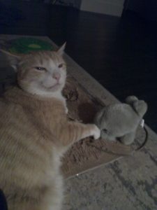 Photo of Pixelvania's mascot, Pixel J. Cat, an orange tabby with a small plush walrus toy