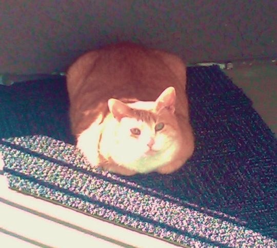 Photo of an orange cat in the sunshine looking up at us from a weirdly-shaped piece of carpet.