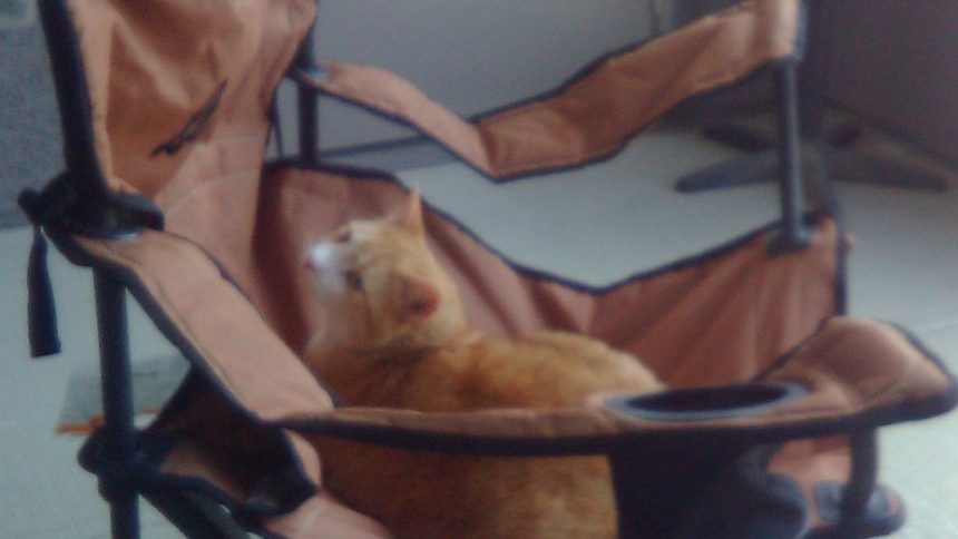 Our mascot, Pixel J. Cat, lounging in a camping chair