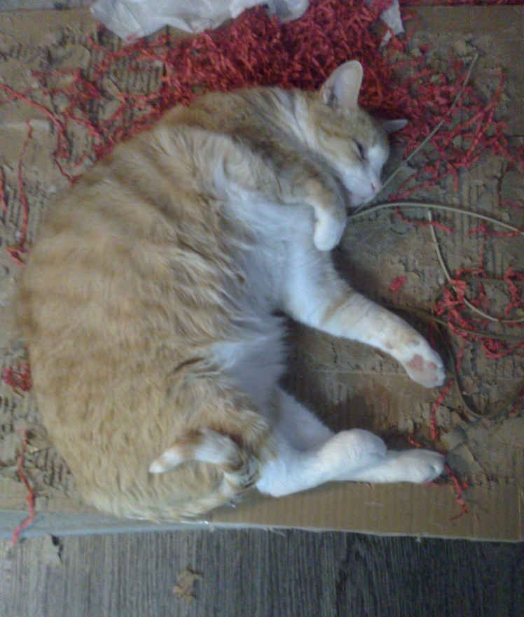 Photo of our mascot, Pixel J. Cat, lying in repose on top of some cardboard and red crinkly paper grass