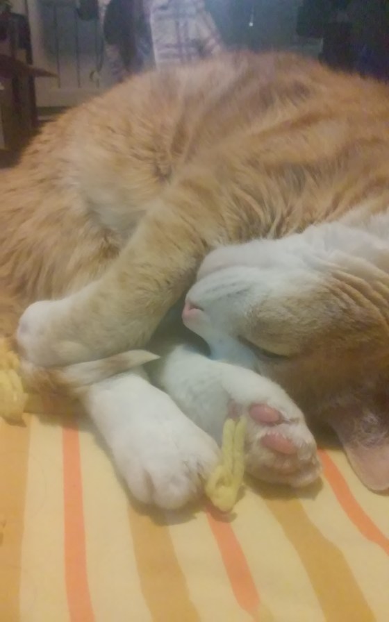 Pixel J Cat, alseep on an yellow-and-orange striped blanket, curled with his nose to his toes like an Olympic diver. His pink toe beans can be seen.